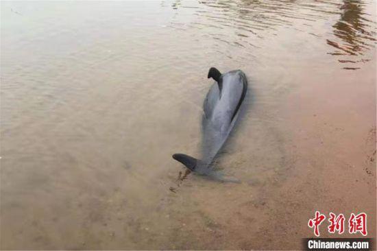 2月22日，在江西南昌赣江北支扬子洲镇渔业村段江边，一头江豚搁浅死亡。　江西渔业部门供图
