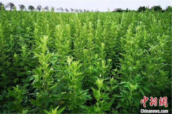 图为在江西省抚州市宜黄县,艾草长势良好。(资料图) 江西宜黄县卫健委供图