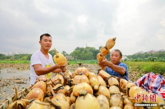 8月17日，江西省吉安市吉水县金滩镇双元村吉湖现代农业示范园，村民在采挖莲藕，供应市场。（资料图）　廖敏　摄