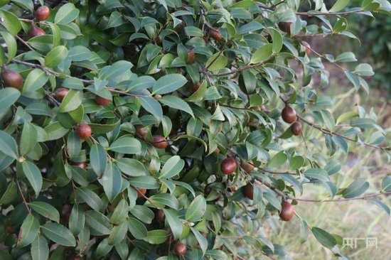 油茶果挂满枝头(央广网记者 刘培俊 摄)
