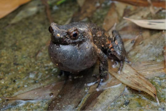 江西发现两栖新物种