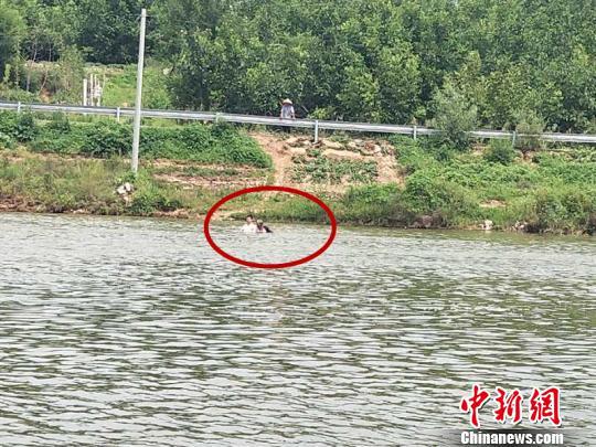 图为火箭军士官李仲在河中勇救溺水老人。 王艳 摄