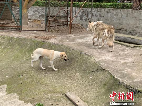 图为武汉九峰森林动物园“狗狼同笼”　武一力　摄