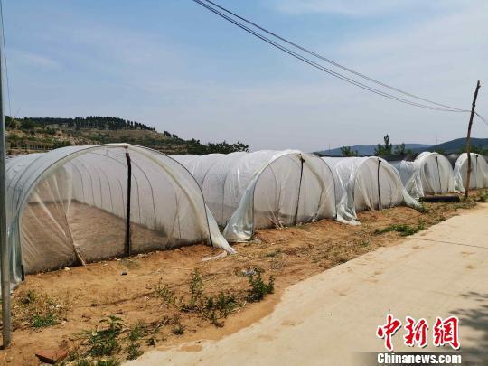 图为蚂蚱养殖棚。 郝学娟 摄