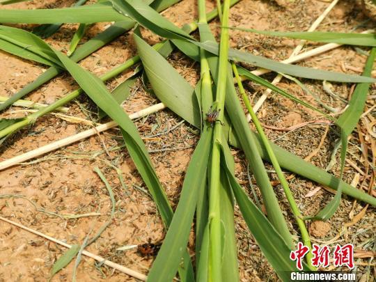 图为张丹丹饲养的蚂蚱。 郝学娟 摄