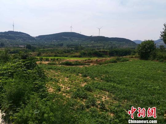 6月13日,记者走进济南市孔村镇高路桥村了解“90后”女孩张丹丹和蚂蚱的故事。图为张丹丹所在的高路桥村田园景象。 郝学娟 摄