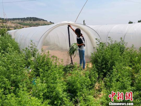 蚂蚱,又称蝗虫,善于飞行、跳跃,主要危害禾本科植物,是世界公认的农业害虫。但在山东济南西部山区,“90后”女孩张丹丹却把这种害虫变成了“致富虫”,并带动了当地山村的经济发展。 郝学娟 摄