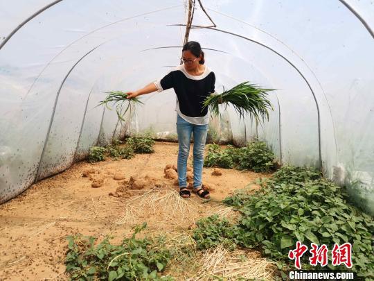 图为张丹丹在投喂。 郝学娟 摄