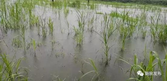 ▶淹没稻田