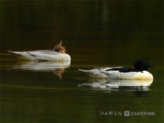 秋沙鸭嬉戏泸溪河