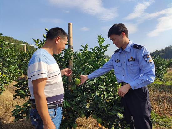 10月22日,遂川县雩田镇村口村第一书记方敏军在村里脐橙基地查看挂果情况。新华社记者 熊家林 摄