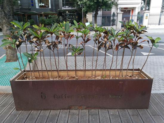 劳荣枝曾工作过的酒吧附近街区,街边盆栽上有“Coffee Street Amoy”字样。Amoy是厦门的英文名,也是劳荣枝社交账号的前缀。新京报记者 韩茹雪 摄