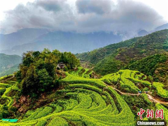 3月29日，“中国最美乡村”江西婺源篁岭古村迎来90名抗疫一线医务人员。当日，朦胧烟雨为篁岭梯田花海平添了几分诗意。　方华彬 摄