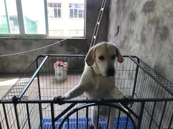吴美兰的狗寄养在吴爱梅家,洪水来袭后第二天也被接了出来。