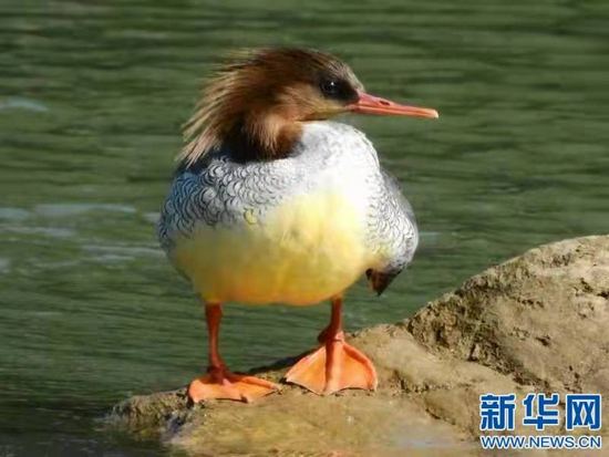 正在休憩的中华秋沙鸭。新华网发 肖冬样摄