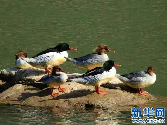 　中华秋沙鸭在泸溪河中裸露的岩石上休息。新华网发 肖冬样摄