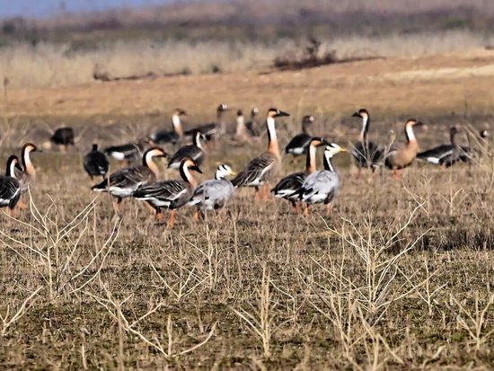 江西鄱阳湖现珍稀物种
