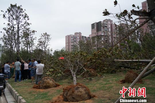 当地管理处的工作人员正在对树木进行加固处理。 夏文豪摄