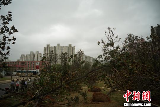 28日下午,在江西省南昌市红谷滩新区丰和北大道的长江路口公交车站附近,60多棵树木被席卷而来的狂风连根拔起。 夏文豪摄当地管理处的工作人员正在对树木进行加固处理。 夏文豪摄