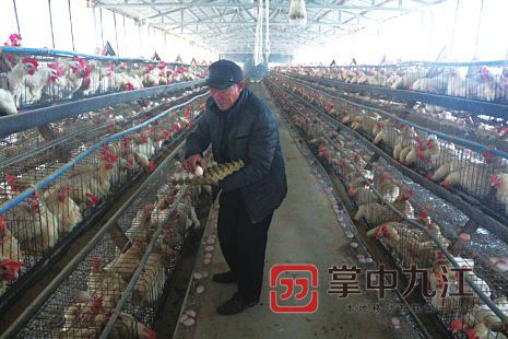 九江六旬老人贷款山里养鸡难找销路欲卖肾还债