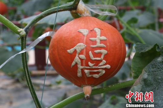 图为杨永华早些时候在南瓜上刻的字。 苏路程 摄