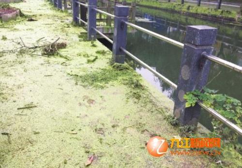人行道上被一层绿色植物覆盖