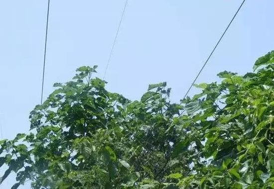 如果树木种植在高压线的保护区内,由于其自身具有传输电流的功能,一旦树木自然生长接近高压线临界距离,线路将对树木放电。
