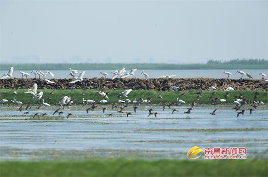 百余只白琵鹭飞抵南矶湿地