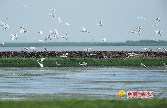 百余只白琵鹭飞抵南矶湿地