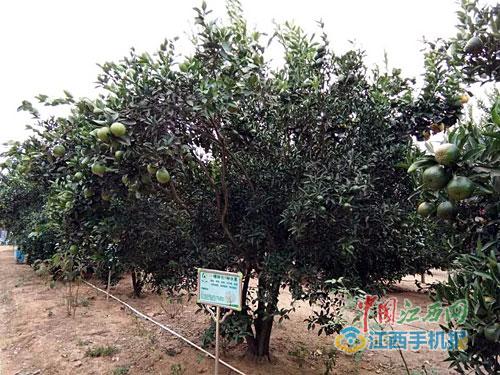 嫁接后的果树