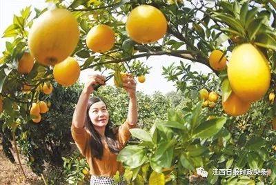 ▲11月5日,江西省赣州市于都县岭背镇脐橙基地,游客正在采摘脐橙。