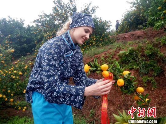 资料图:“一带一路”沿途国家模特在江西南丰蜜桔园采摘蜜桔。南丰旅游局 摄