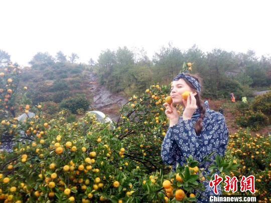 资料图:30多位“一带一路”沿途国家模特在“中国南丰蜜桔之乡”江西南丰体验蜜桔文化。南丰旅游局 摄