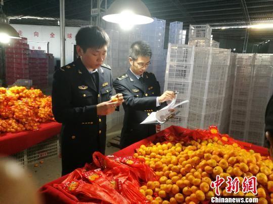 资料图:近日,江西检验检疫部门工作人员对出口至英国的南丰蜜桔进行检测。钟欣 摄