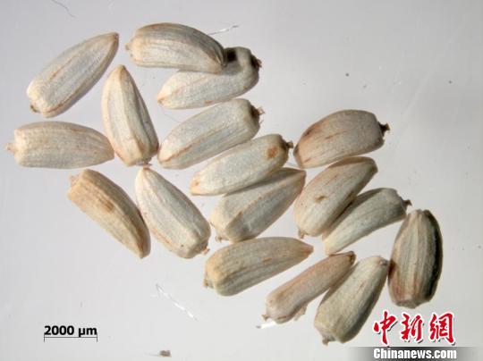 近日,江西出入境检验检疫局检验检疫实验室工作人员在进口大麦中检测出来的匍匐矢车菊。 钟欣 摄