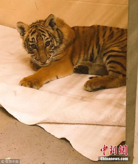 资料图：小老虎。 图片来源：视觉中国