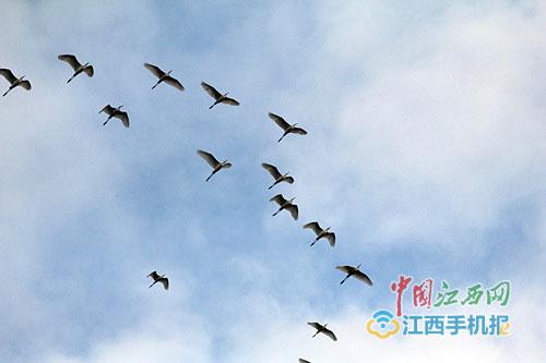 监测：都昌和恒湖共发现3000余只水鸟