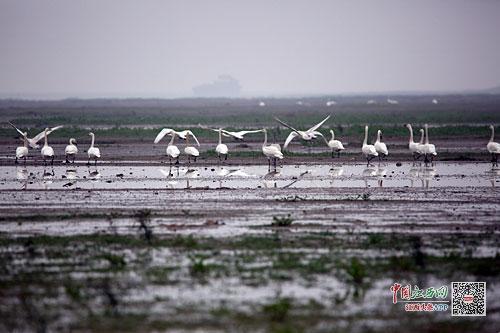 鄱阳湖成越冬水鸟天堂