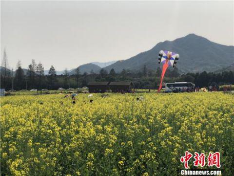 图为新建村油菜花田。　林波 摄