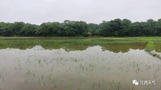 贵溪秧田被淹。（图/齐永胜）