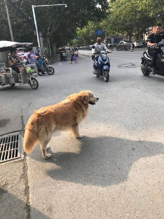 [规定]武汉出门遛狗应“挂犬牌、束犬链、戴嘴套”规定引发热议，河南咋规定？