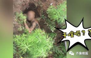 被抓获时还试图装病逃避打击。