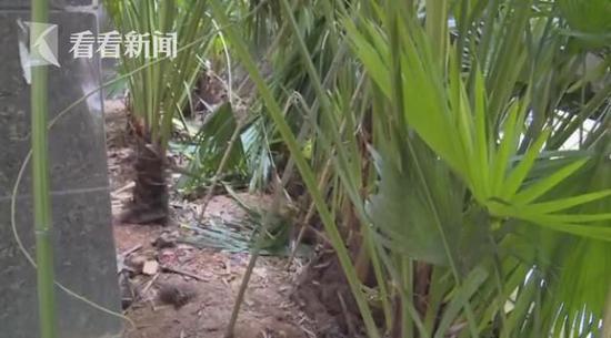 小区植被立功!4岁双胞胎姐妹17楼坠下奇迹生还