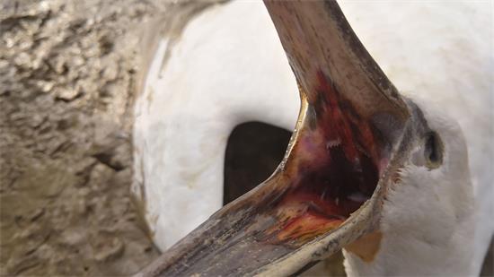 其中一只白琵鹭尸体喉咙里现红色粘液。受访者供图