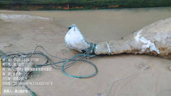 江豚尾部被废弃渔具缠绕 央广网 图