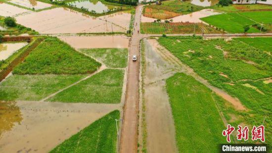 图为5月20日，在江西省吉安市泰和县澄江镇，暴雨导致大片农田被淹。（资料图） 邓和平 摄