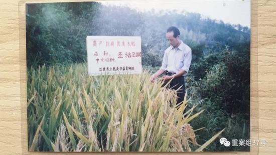 ▲死者陈裕咸生前在科富良种场检查稻谷。受访者供图