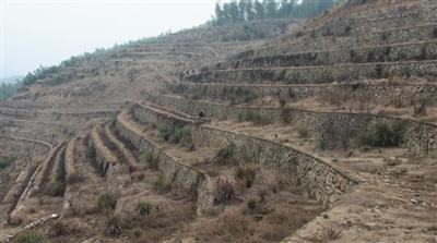埋尸地点已于2014年被改造为梯田,山体发生很大变化。警方供图