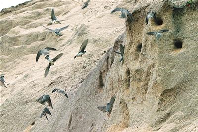 压题图为发现的崖沙燕。钟平华摄