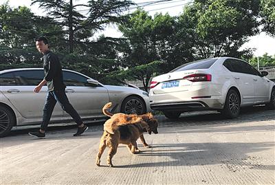 5月23日,东城,未拴绳的宠物狗在室外公共区域活动。